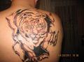 tygrys tatuażna plecach
