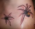spiders tattoos
