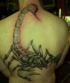 Scorpio tattoo on back