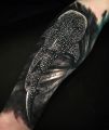 Whale shark tattoo