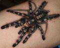 Pająk tarantula - tatuaż 3d