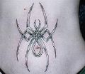 czrny pająk na brzuchu