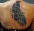 black crow tattoo on back