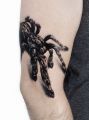 tarantula pająk tatuaż na łokciu